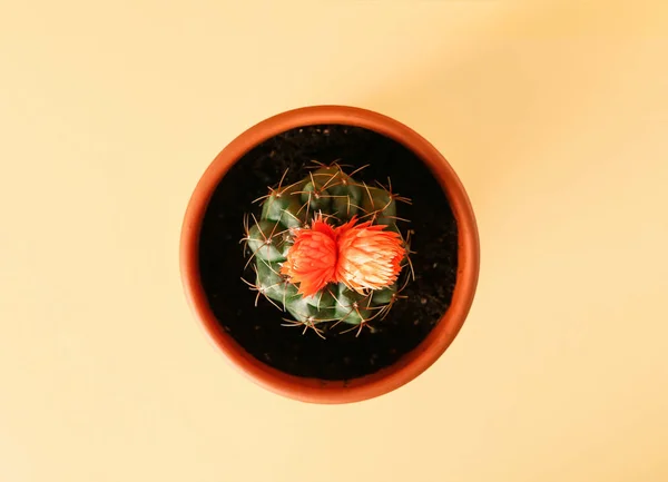 Pot with cactus on color background, top view — Stock Photo, Image