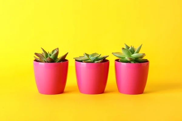 Pot dengan succulents pada latar belakang warna — Stok Foto