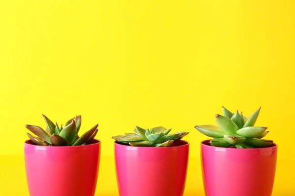Pot dengan succulents pada latar belakang warna — Stok Foto