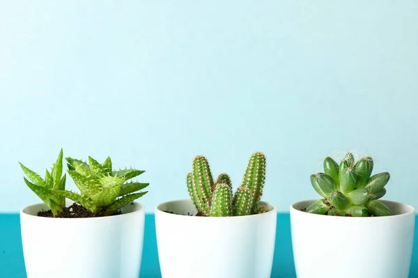 Pots with cacti and succulent on color table — Stock Photo, Image