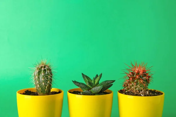 Ollas con cactus y suculentas sobre fondo de color — Foto de Stock