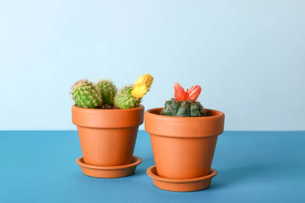 Pot dengan cacti di tabel warna — Stok Foto
