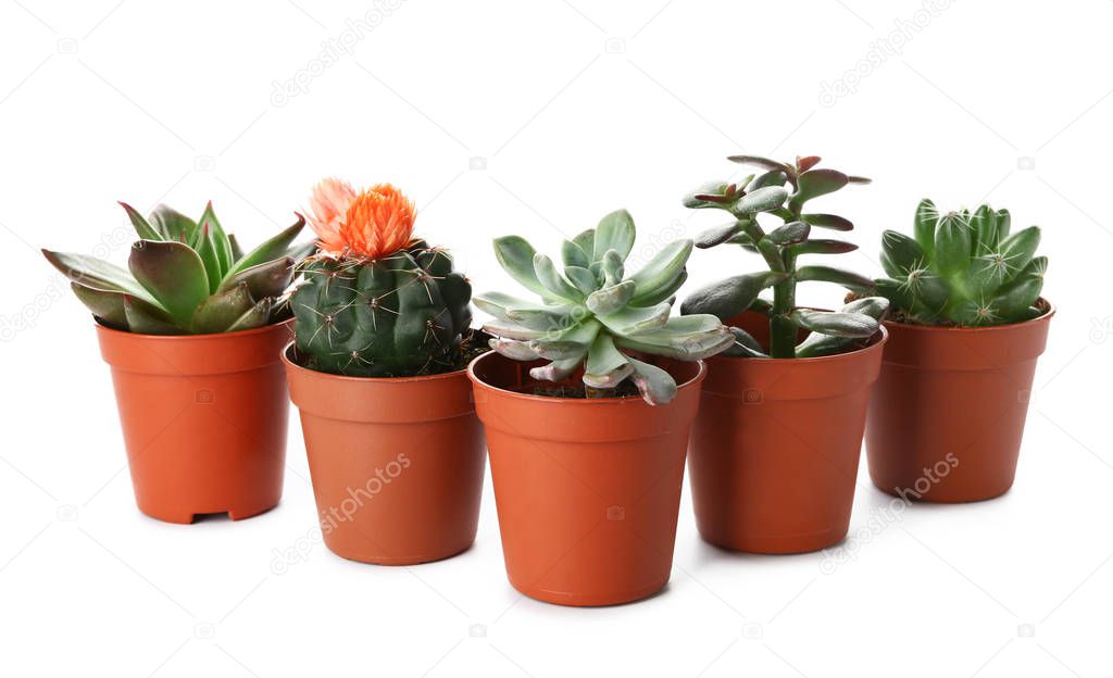 Different cacti and succulents on white background