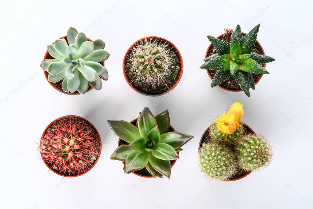 Different cacti and succulents on white background, top view