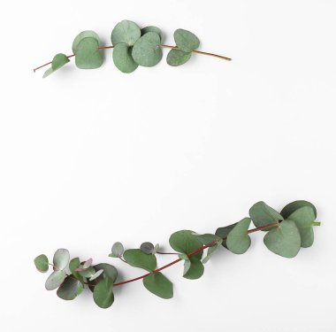 Beyaz arka planda taze okaliptüs dalları