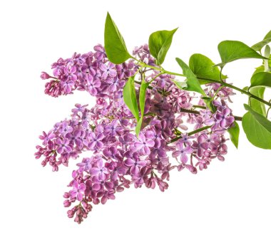 Beyaz arka planda güzel leylak çiçekleri