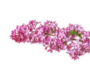 Beyaz arka planda güzel leylak çiçekleri