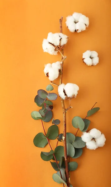 Beautiful cotton flowers with eucalyptus branches on color background — Stock Photo, Image