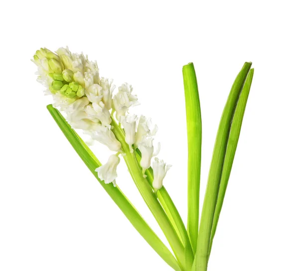Gyönyörű jácintvirág fehér háttér — Stock Fotó