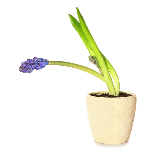 Belo jacinto em vaso no fundo branco — Fotografia de Stock