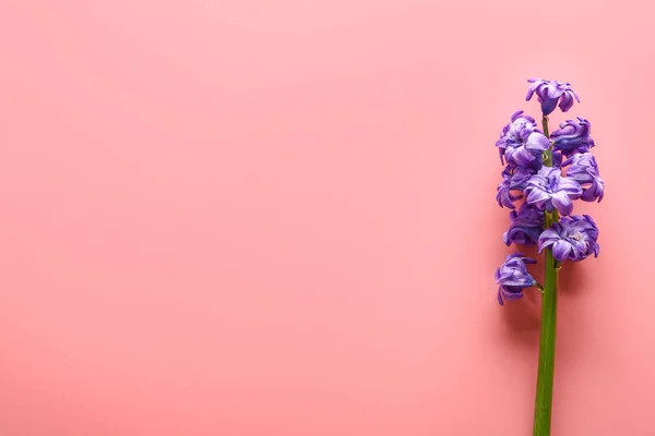 Beautiful hyacinth flowers on color background — Stock Photo, Image