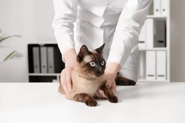 Veterinarian examining cute cat in clinic — Stock Photo, Image