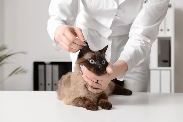 Veterinarian examining cute cat in clinic — Stock Photo, Image