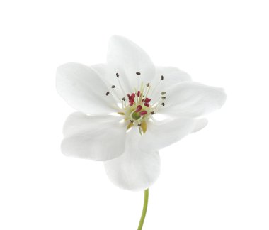 Beyaz arkaplanda güzel bir çiçek