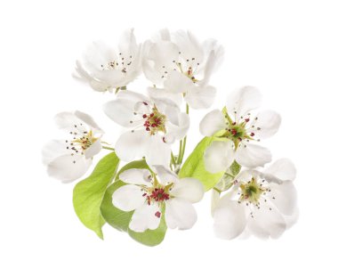 Beyaz arkaplanda güzel çiçekler