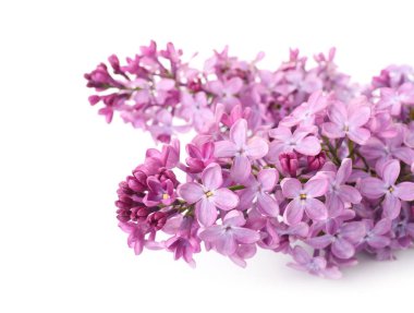 Beyaz arka planda güzel leylak çiçekleri