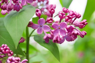 Açık havada bahar gününde çiçek açması leylak