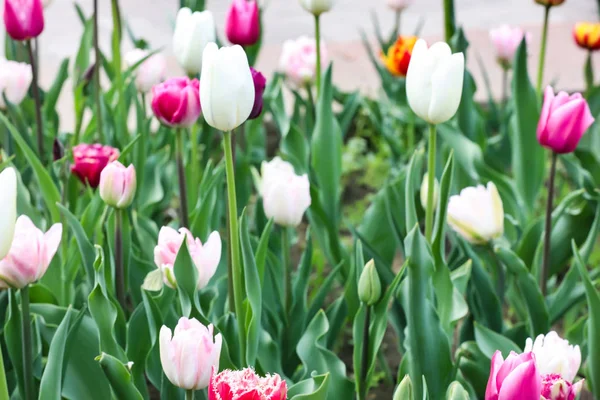 Beautiful tulip flowers outdoors on spring day — Stock Photo, Image