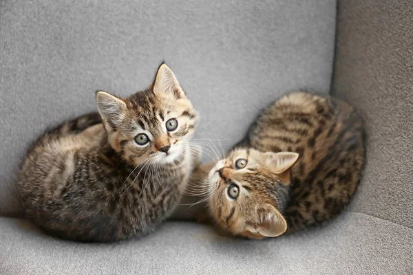 Niedliche lustige Kätzchen auf dem Sofa — Stockfoto