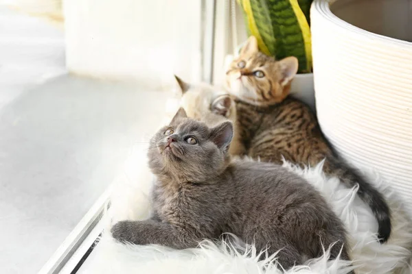 Cute funny kittens on window sill — Stock Photo, Image