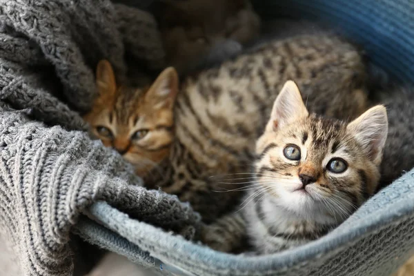 Söta roliga kattungar i korg — Stockfoto