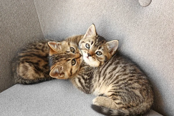 Lindos gatitos divertidos en el sofá — Foto de Stock