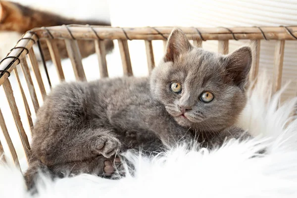 Cute funny kitten in box at home