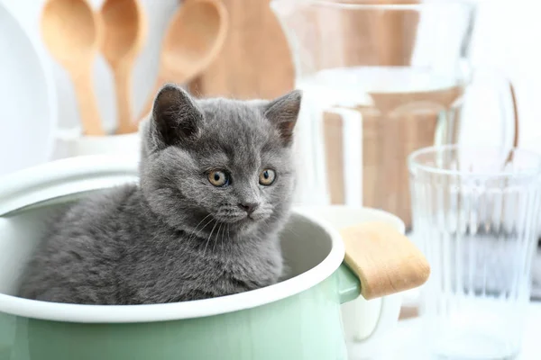 Χαριτωμένο αστείο γατάκι στην κατσαρόλα στο τραπέζι της κουζίνας — Φωτογραφία Αρχείου