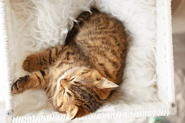 Cute funny kitten sleeping in box at home — Stock Photo, Image