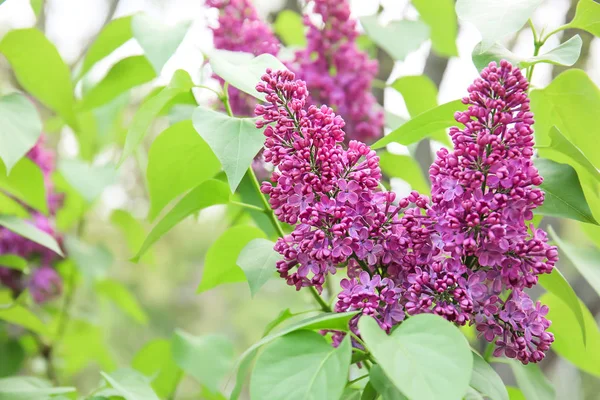 Blossoming lilás ao ar livre no dia de primavera — Fotografia de Stock