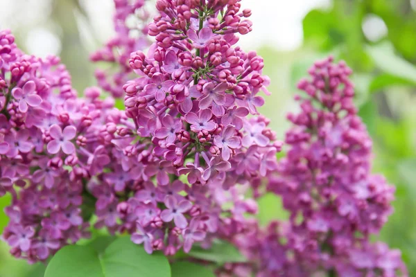 Blossoming lilac outdoors on spring day Stock Image