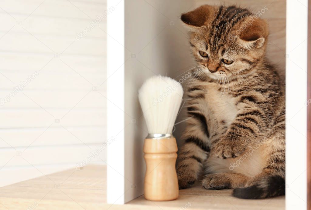 Cute funny kitten with shaving brush on shelf