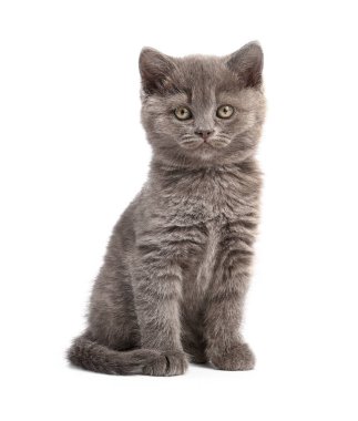 Beyaz arka planda sevimli komik kedi yavrusu