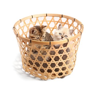 Beyaz arka plan üzerinde sepet sevimli komik kedi yavruları