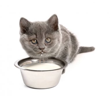 Sevimli komik kedi yavrusu beyaz arka plan üzerinde süt içme