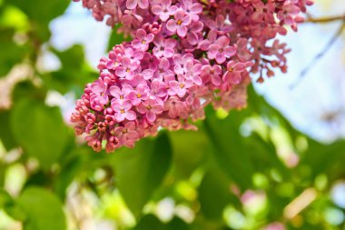 Açık havada bahar gününde çiçek açması leylak