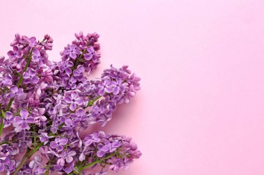 Renkli arkaplanda güzel leylak çiçekleri