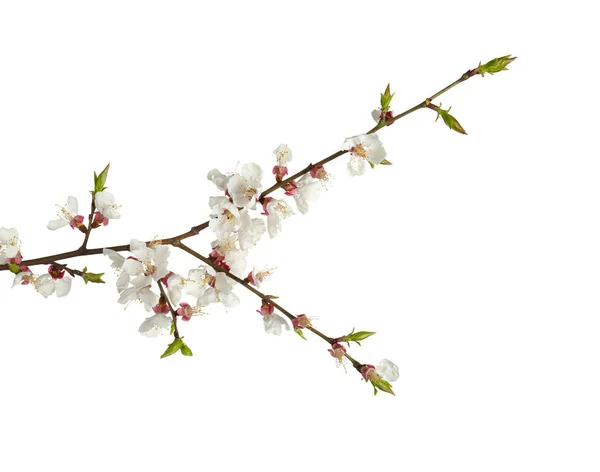Vacker blommande gren på vit bakgrund — Stockfoto