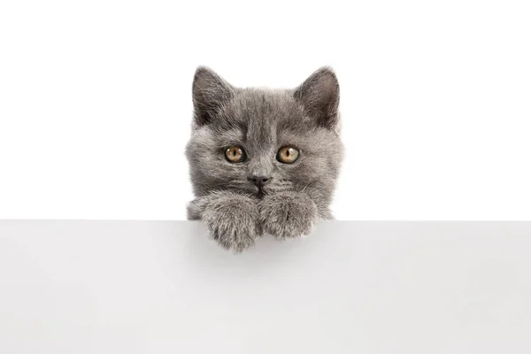 Gatinho engraçado bonito com cartaz em branco no fundo branco — Fotografia de Stock