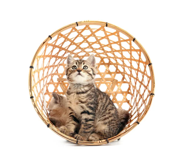 Lindos gatitos divertidos en cesta volcada sobre fondo blanco — Foto de Stock