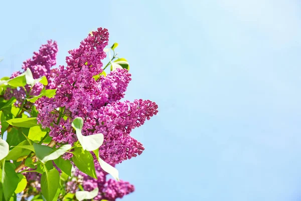 Blossoming lilac outdoors on spring day — Stock Photo, Image