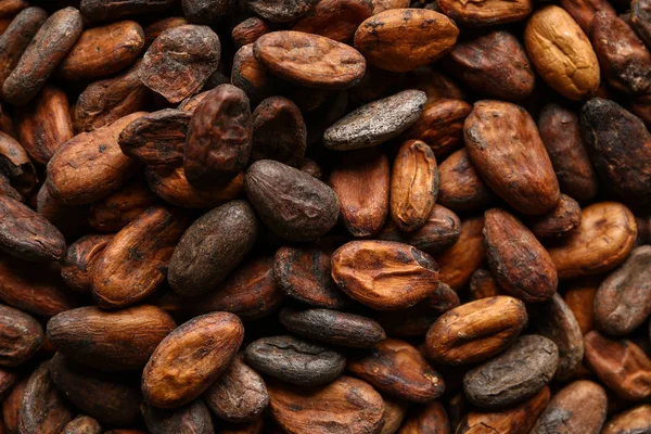 Viele Kakaobohnen als Hintergrund — Stockfoto