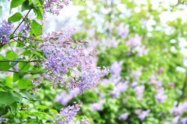 Açık havada bahar gününde çiçek açması leylak