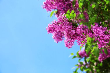 Açık havada bahar gününde çiçek açması leylak