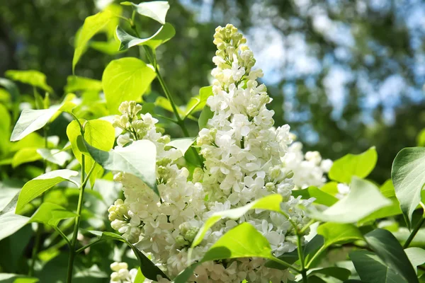 Blossoming lilac outdoors on spring day — Stock Photo, Image