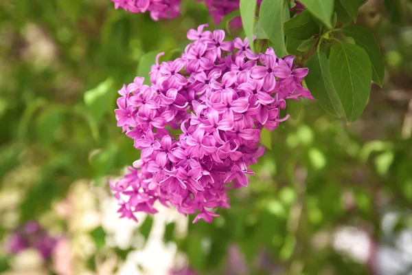 Blossoming lilás ao ar livre no dia de primavera — Fotografia de Stock