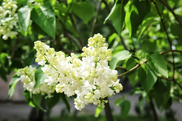 Blossoming lilac outdoors on spring day — Stock Photo, Image