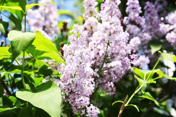 Blossoming lilás ao ar livre no dia de primavera — Fotografia de Stock