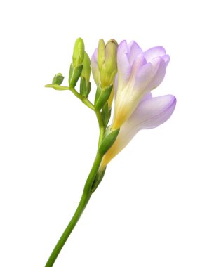 Beyaz arka plan üzerinde güzel Frezya çiçek