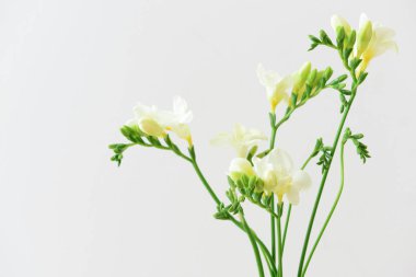 Güzel Frezya çiçek ışık arka plan üzerinde